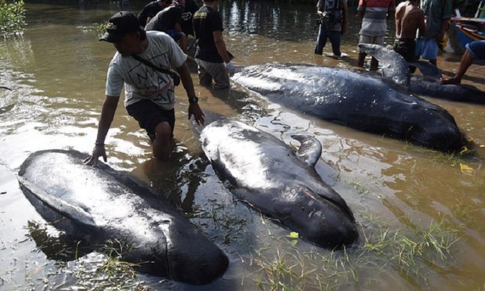 Eight pilot whales dead in mass stranding in Indonesia